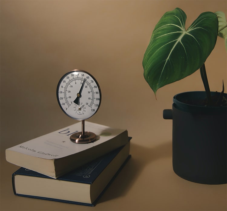 Растение и термометр